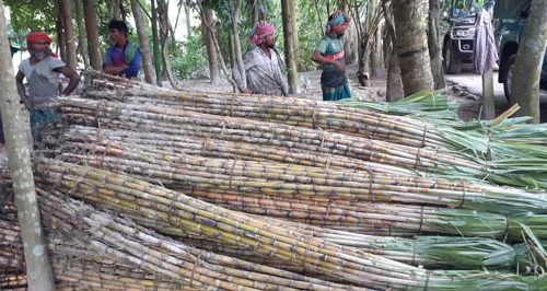 চাঁদপুর জেলায় আখের সঠিক দাম নিয়ে শঙ্কায় চাষীরা