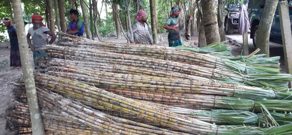 চাঁদপুর জেলায় আখের সঠিক দাম নিয়ে শঙ্কায় চাষীরা