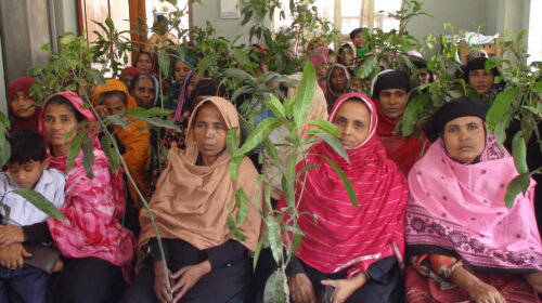 আশুগঞ্জ এরিয়ার গ্রামীণ ব্যাংক এর উদ্যোগে ৫শত গাছের চারা বিতরণ